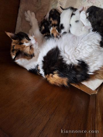 magnifique chaton maine coon adopter 