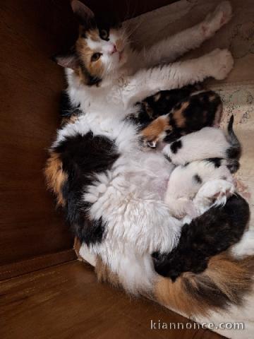 adorables chatons maine coon disponible 