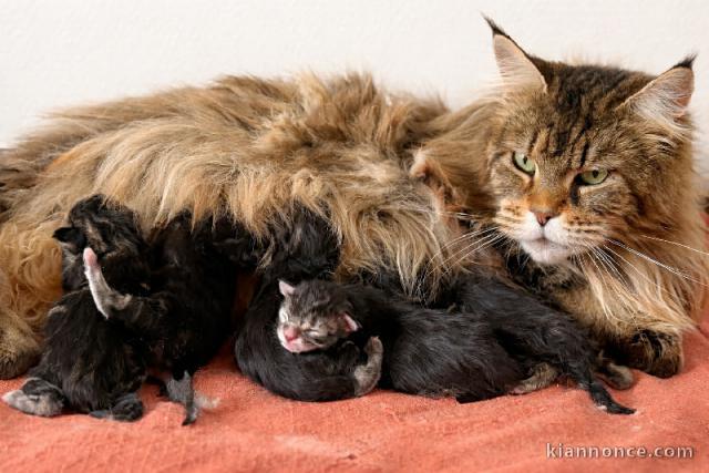 annonce chaton maine coon disponible 