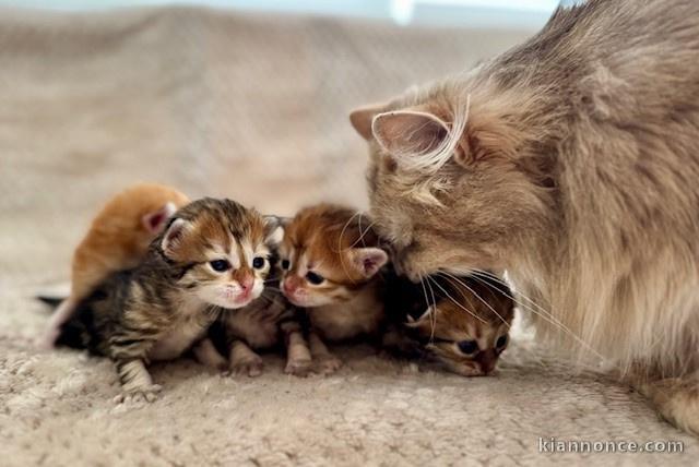 chaton sibérien a donner 