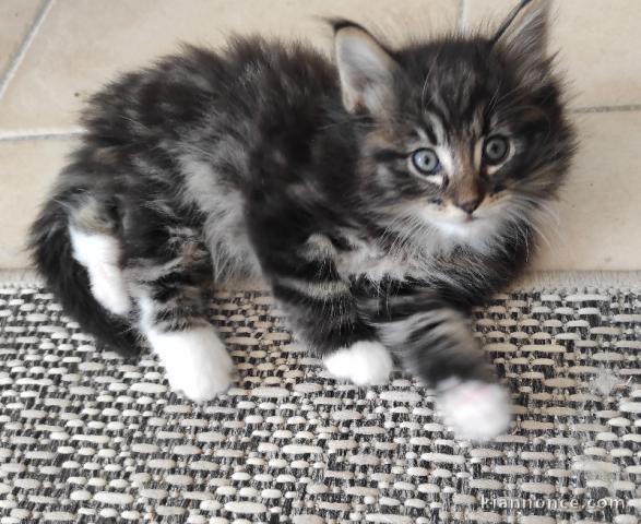 je donne chaton Norvège disponible 