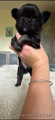 chiot chihuahua disponible pour adoption 