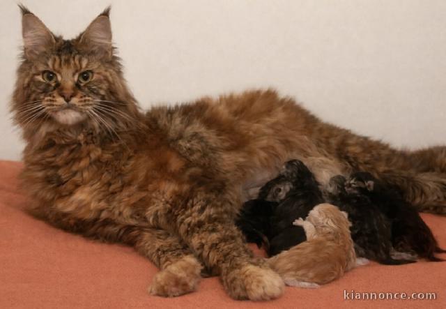 Chaton maine coon disponible pour adoption 