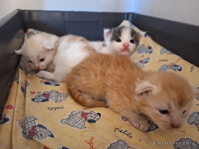 chaton maine coon disponible pour adoption 