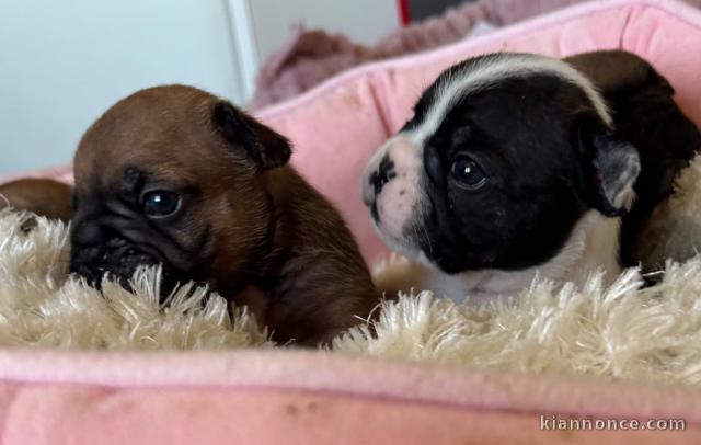 je donne chiot bouledogue français disponible 