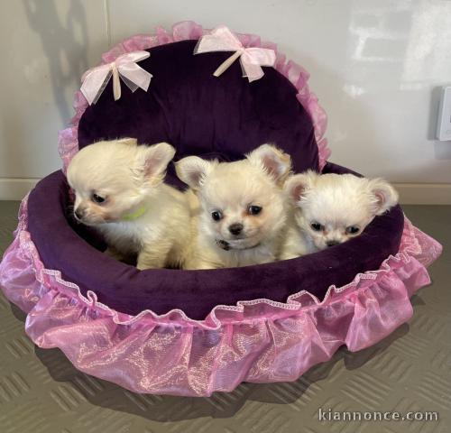 adoption chiot chihuahua disponible 