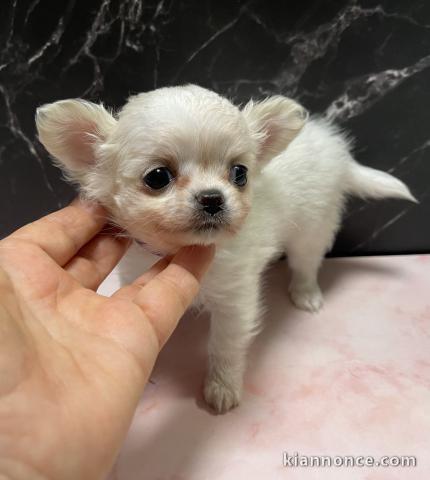 magnifique chiot chihuahua a donner mâle 