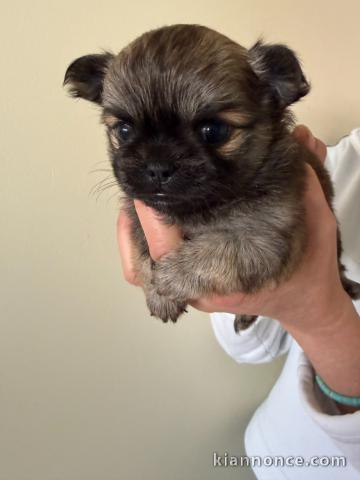 chiot chihuahua femelle a donner 