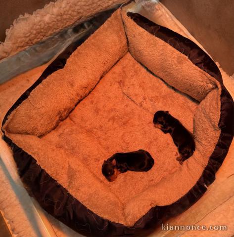 je donne chiot York femelle disponible 