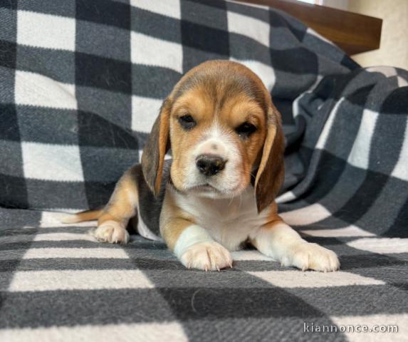 je donne chiot beagle disponible 