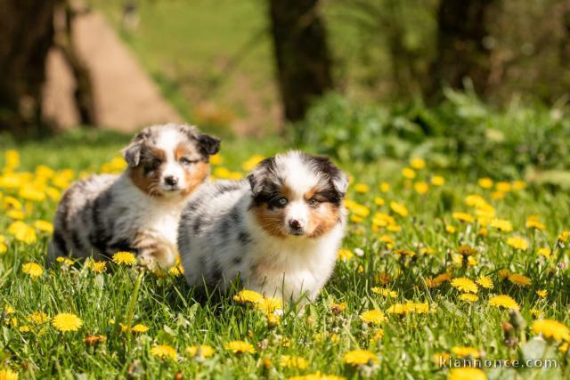 je donne chiot berger australien disponible à partir 