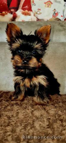 je donne chiot Yorkshire terrier femelle 