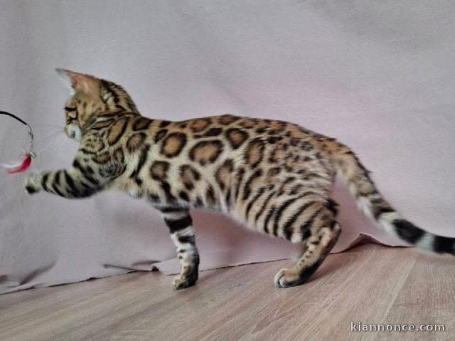 je donne chaton Bengal disponible 