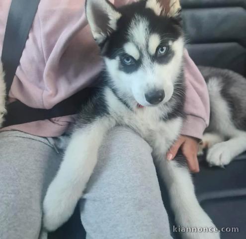 je donne chiot husky sibérien adorable 
