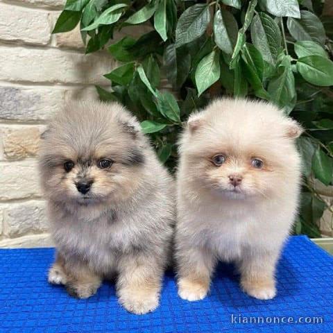 je donne chiot spitz allemand race pure 