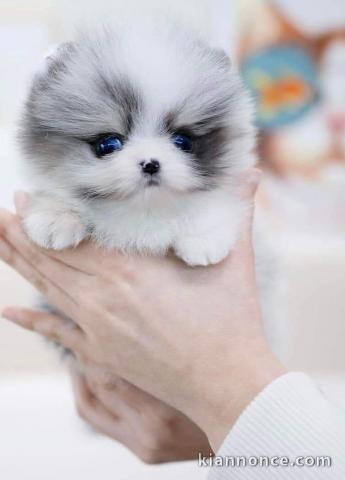 adorables chiots Spitz nain Poméranie à vendre 