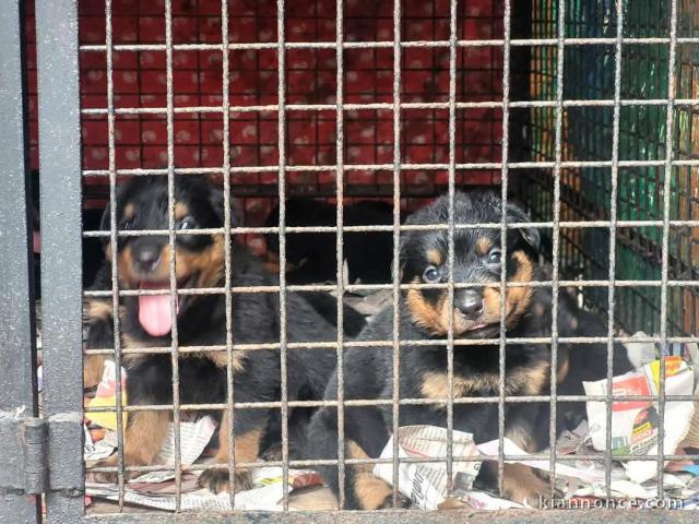 chiot rottweiler disponible pour adoption 