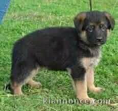 chiot berger allemand disponible à donner 