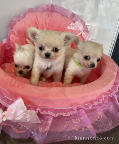 chiot chihuahua femelle a donner 