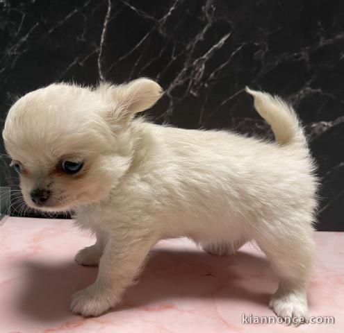 je donne chiot chihuahua femelle 