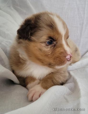 magnifique chiot berger australien disponible 