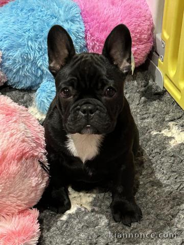 adorable chiot bouledogue français à donner 