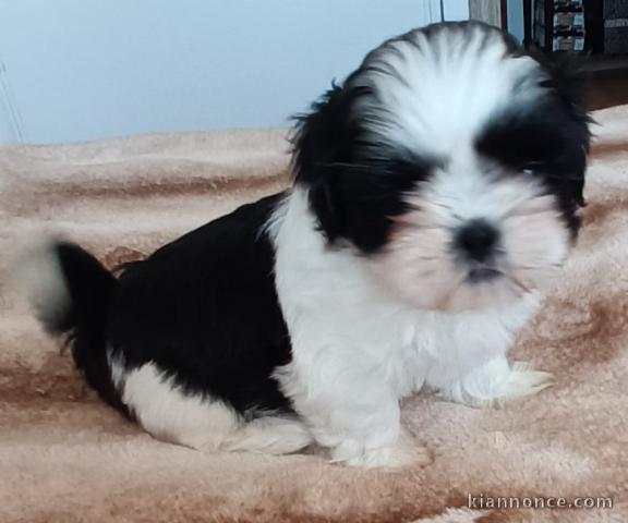 chiot Shih Tzu a donner contre bon soin 
