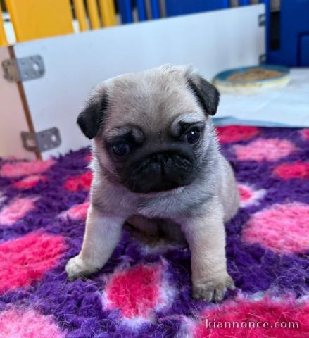 chiot carlin disponible pour adoption 