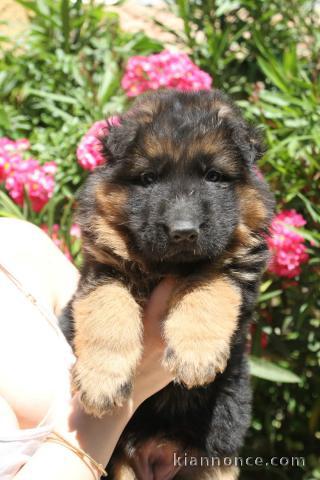 chiot berger allemand disponible 