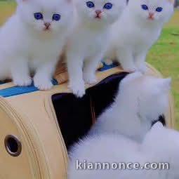 Chaton ragdoll femelle et mâle disponible 