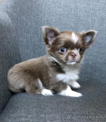 chiot chihuahua femelle a donner 