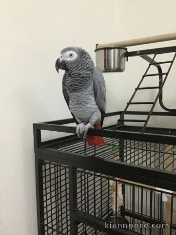 perroquet gris du Gabon mâle a donner 