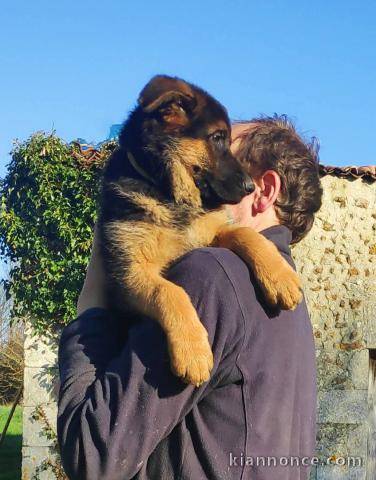 chiot berger allemand disponible pour adoption 