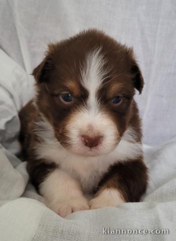 je donne chiot berger australien disponible 