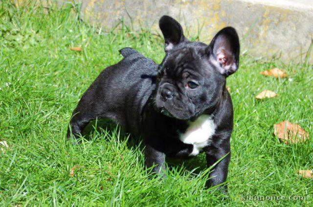 je donne chiot bouledogue français à céder 