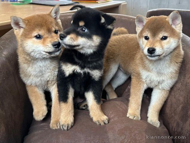 je donne chiot Shiba inu disponible 