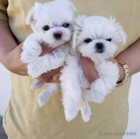 je donne chiot bichon maltais disponible 