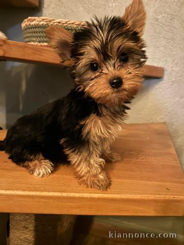 adorables chiots Yorkshire terrier femelle 