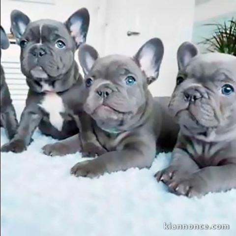 je donne chiot bouledogue français disponible 