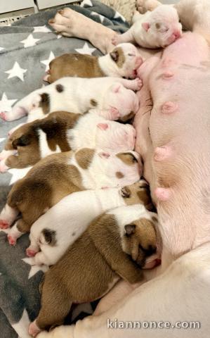 chiot bullg anglais mâle a donner 