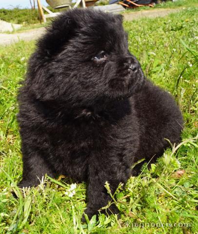 annonce chiot chow-chow a donner 