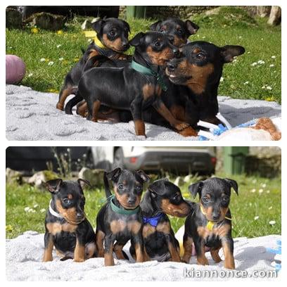 magnifique chiot pinscher nain disponible 