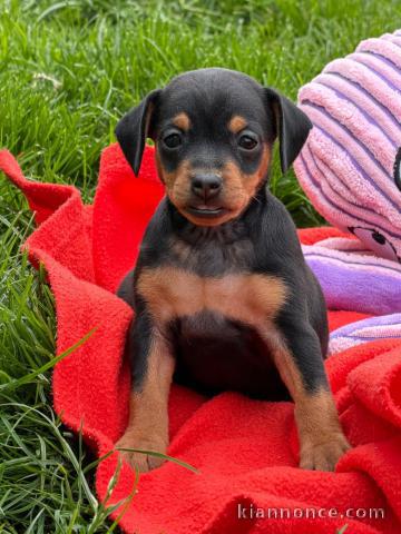 magnifique chiot pinscher nain femelle à donner 