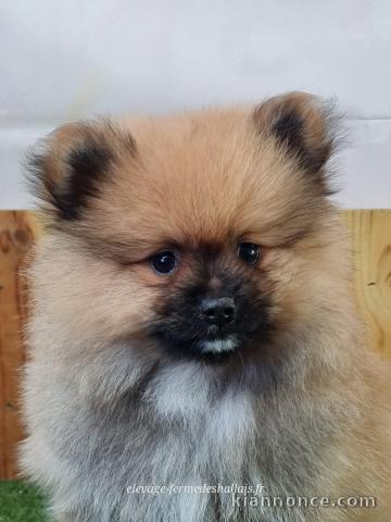chiot spitz allemand race pure 