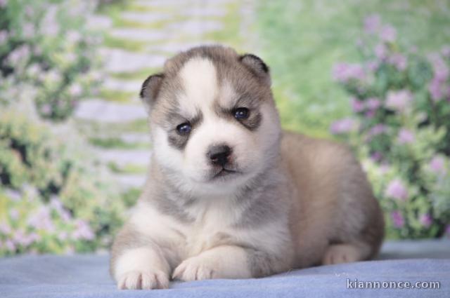 chiot husky sibérien à donner 