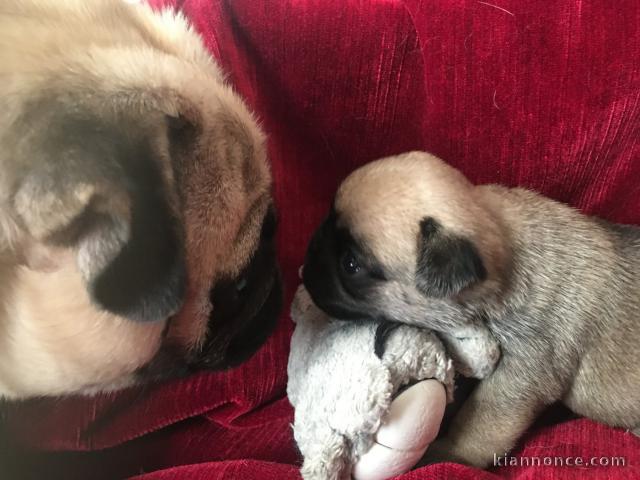 chiot carlin disponible pour adoption 