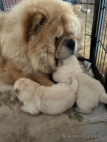 je donne chiot chow-chow disponible 