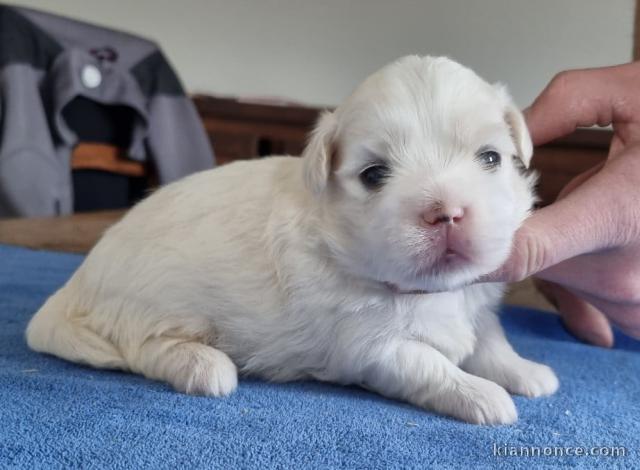 coton de Tuléar a donner 