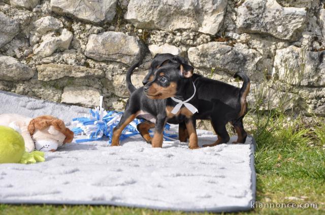 chiot pinscher nain disponible pour adoption 