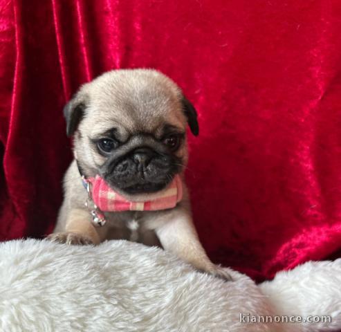 je donne chiot carlin disponible 